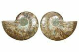 Cut & Polished Crystal-Filled Ammonite Fossil - Madagascar #354120-1